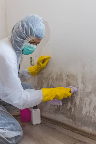 Best Industrial Mold Remediation  in Effingham, IL