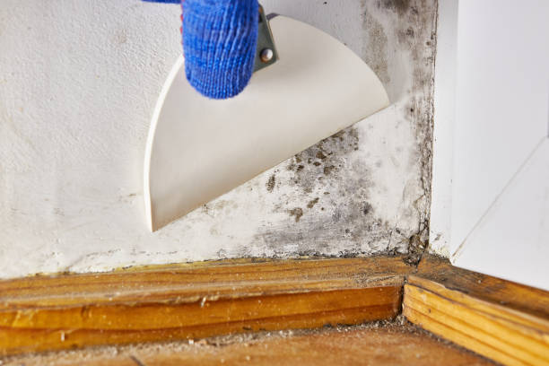 Best Mold Damage Restoration  in Effingham, IL