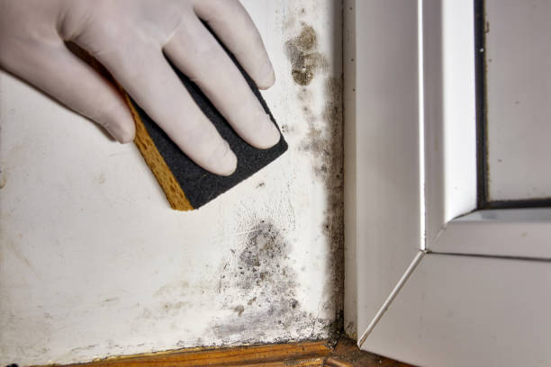 Environmental Consulting for Mold Prevention in Effingham, IL