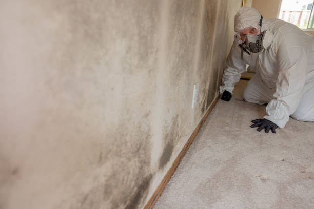 Reliable Effingham, IL Mold Removal Solutions